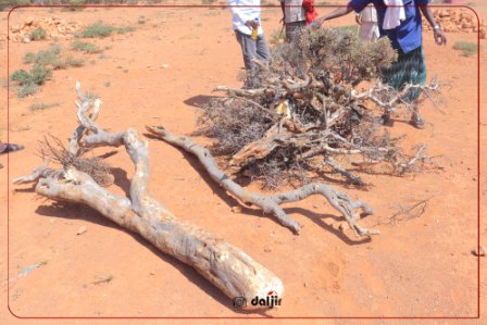 Ururka ilaalinta degaanka degmada Buurtinle iyo Xildhibaan Cali daahir Cabdi Nuur oo gaaray degaanka Bandar Salaam