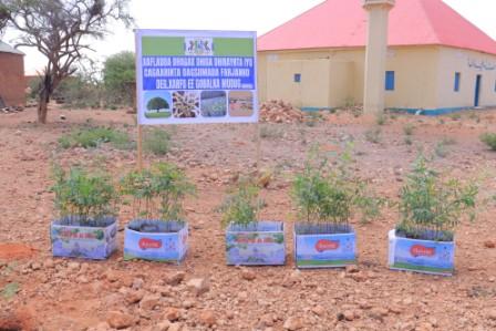 Degaanka Farjano oo maanta lagu beeray dhir ay Wasaarada degaanka puntland soo gaarsiisay degaanka