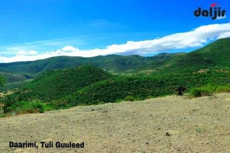 WACAAL DAREY AH | MALAYSHIYAADKA OROMADA OO WEERAR GAADO AH KU QAADAY DAARIMI, TULI GUULEED