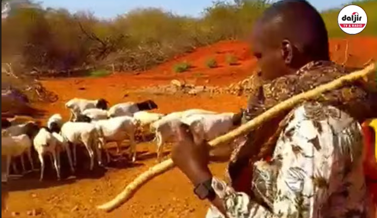 WARBIXIN | BULSHADA QABALAHA CULUS EE DAGMADA DANNOOD & BARKADDA AY KA CABBAAN