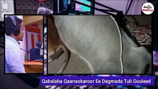 Tuulada Qaansokaroor, Tuli Guuleed ayaa laga soo sheegayaa in xoolo lo’ ah ay ku sumoobeen
